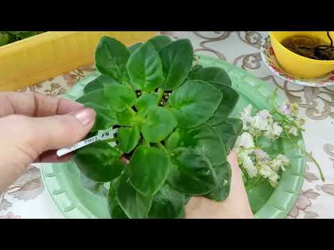 Как , когда и почему нужно омолаживать фиалки ( переукоренение). Видео в деталях!