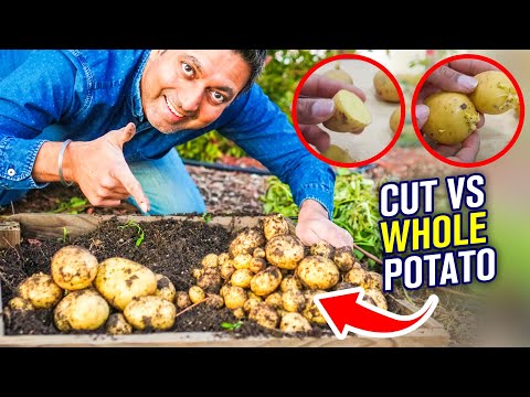 I Grew Cut vs Whole Potatoes with Harvest Results