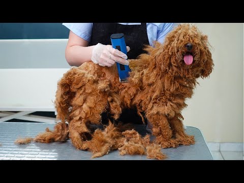YOU WON'T BELIEVE how this POODLE looks AFTER shaving all this matts