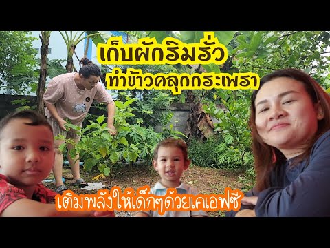 Ep.800 เก็บผักริมรั่วทำข้าวคลุกกระเพรา/ทอดปลาส้ม  #แม่บ้านอีสาน #ชีวิตบ้านนอก