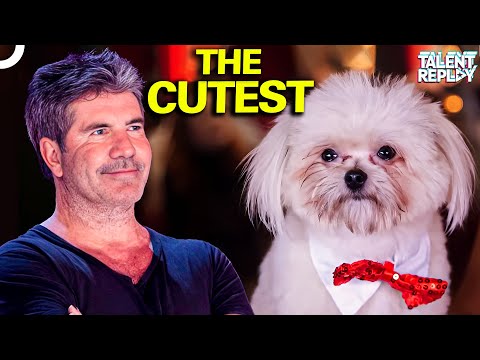 This Dog's Act is The Perfect Mix of Cute and CLEVER! | Britain's Got Talent