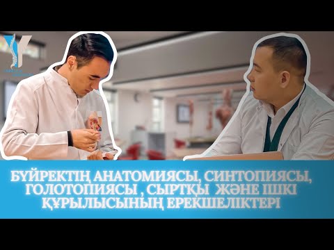 Бүйректің анатомиясы, синтопиясы, голотопиясы, сыртқы және ішкі құрылысының ерекшеліктері