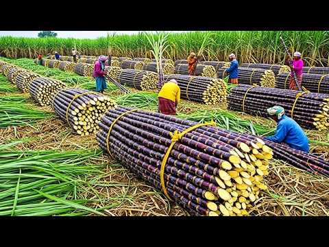 99+ Momentos de Mega Cosecha 2025: Agricultores Recolectando Miles de Millones de Toneladas