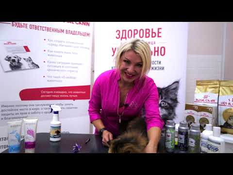 Шоу груминг взрослого животного породы персидская, гигиеничкая стрижка.