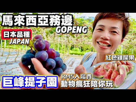 【RM5 Ticket Zoo】Gopeng Agrotech | $5入場費大馬巨峰提子園🍇務邊必去景點🐫駱駝孔雀綿羊鸚鵡觀賞雞🐔住宿應有盡有 [中文 ENG] #mangohk #移居