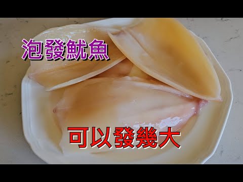 泡發魷魚 - 可以發幾大  [粵語]
