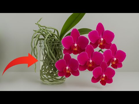 Use This Instead of Orchid Soil — Orchids Will Bloom Abundantly and Grow New Roots!