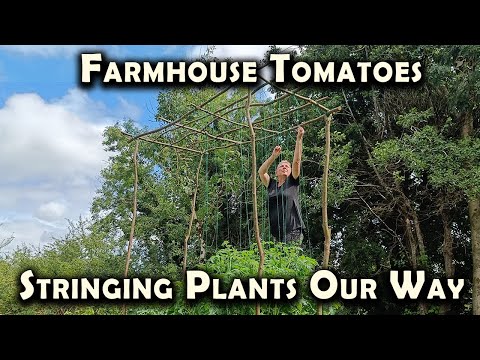 Farmhouse Tomatoes: Stringing Tomato Plants Our Way (And Cucumbers Too)