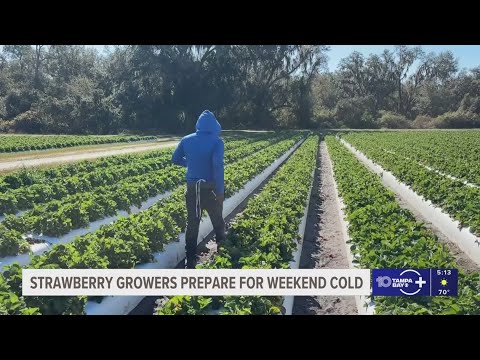 Florida strawberry growers prepare for cold weekend