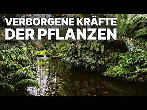 Verborgene Kräfte der Pflanzen | Naturdoku