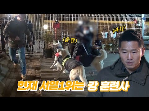 직접 개와 서열싸움을 하는 강형욱?! 눈빛으로 진돗개들 제압하는 레전드 훈련장면... | 개는 훌륭하다 EP11 | KBS 200113 방송