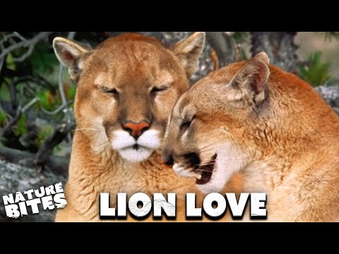Love-hate Lions Make Great Mates | Lion of the Americas | Nature Bites