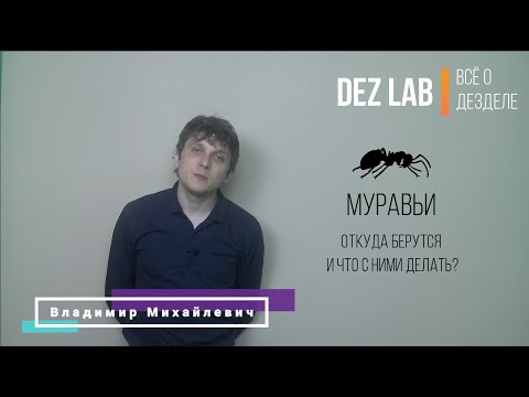 Как избавиться от муравьев?