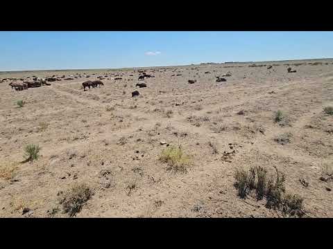 Қойдан пайда барма?