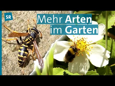 Bienen und Wespen – Verehrt und verkannt: Wie wir sie im Garten schützen können | Saar Natur
