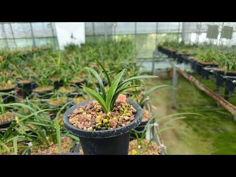 1470강, 장마철 춘란 신아관리 '중요'