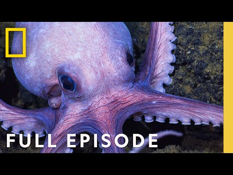 Octopus Social Life (Full Episode) | Secrets of the Octopus | National Geographic