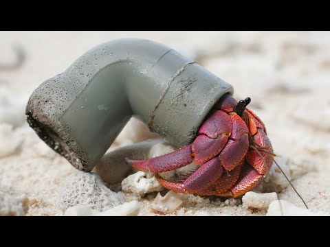 Animales Genios Que Te Sorprenderan