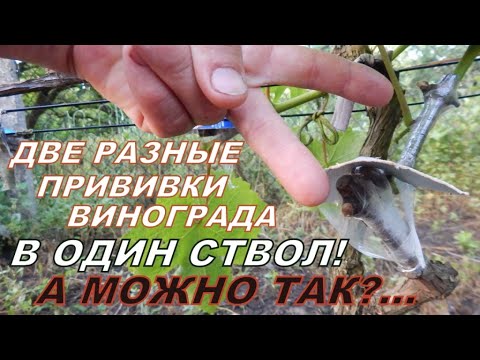 Как НАДЁЖНО привить виноград?! Варианты, способы, которые нужно применить у себя!