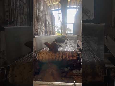Unloading Cooked Agave from Traditional Oven at Grupo Tequilero Mexico (NOM 1468) #LaloBlancoTequila