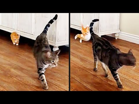 He Tried A Sneak Attack