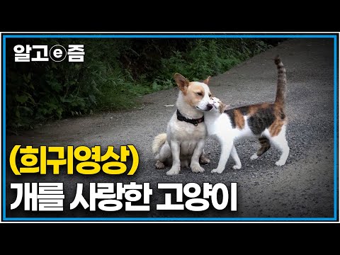 "아니, 개와 고양이가 이럴 수 있나?" 개를 사랑한 고양이의 애정행각 어디가서 볼 수 없는 특별한 이야기｜고양이를 부탁해｜알고e즘