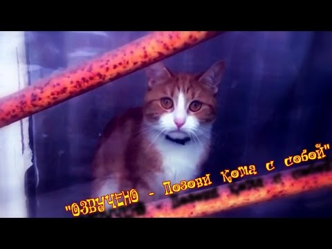 ILUMILAND - Позови кота с собой.
