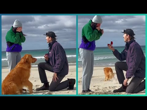 Top 25 Surprise Marriage Proposals (The Most Romantic Wedding Proposal Of All Time)