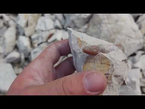 Tolle Funde beim Fossilien sammeln in Hannover Misburg bei Outdoor Hannover im Mai 2024