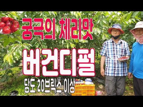 체리 버건디펄 대공개 - 당도 20브릭스 이상,  이보다 깊은 맛 체리 품종이 또 있을까?