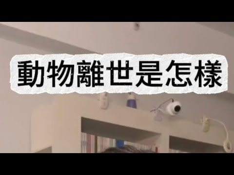 香港宏福苑｜動物離世是怎樣的，如何面對愛寵的離世，AprilAu動物傳心團隊我們陪你一起渡過