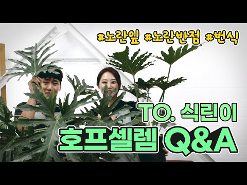 🙄 호프셀렘 키우기 쉬운 식물 맞나?! 🌱식린이에게 드리는 셀렘 키우기의 모든 것ㅣselloum