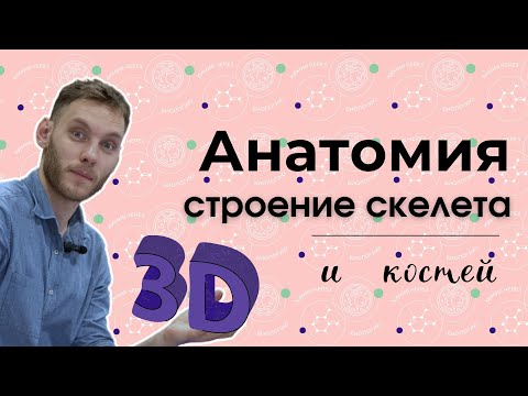СКЕЛЕТ ЧЕЛОВЕКА В 3D