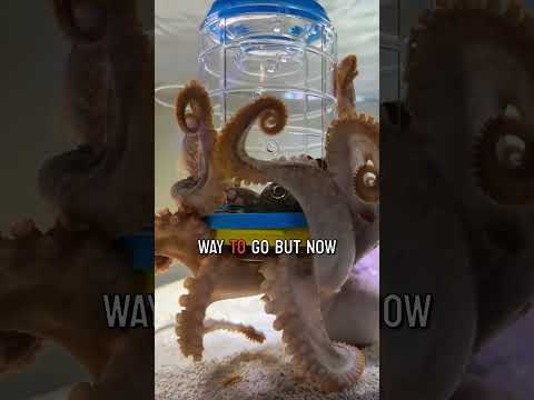 Watch my octopus Haley open a container for a crab!