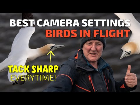 Best Camera Settings for Birds in Flight.