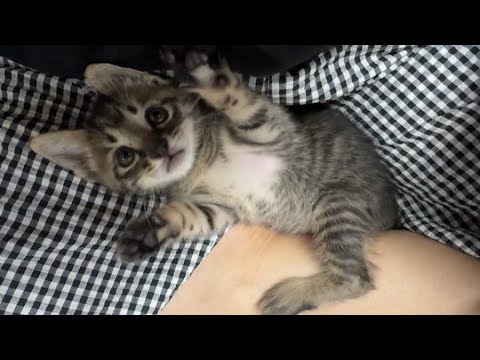 냥줍 스토리 몰아보기