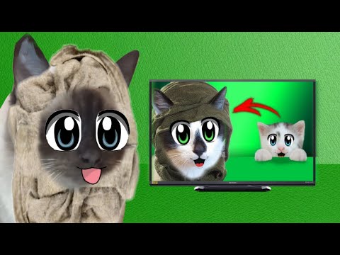 Кот Хан и кошка Буся учатся маскировке с а ну-ка давай-ка! @anykadavaika 