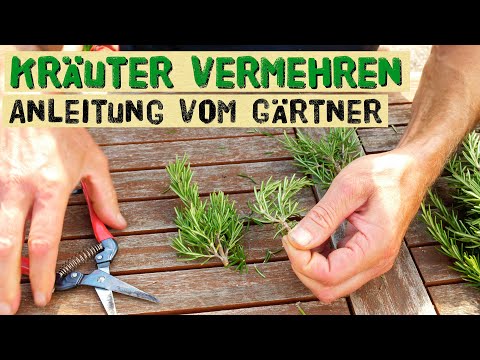Viele Kräuter über Stecklinge vermehren - Rosmarin, Basilikum, Thymian, Minze, einfache Anleitung