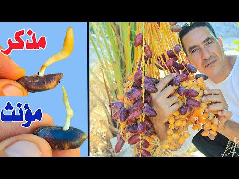 سر محدش يعرفة فى العالم كلة هيخليك تزرع النخيل من البذور كلة مؤنث🌴وكمان هيثمر ويكبر بسرعة الصاروخ