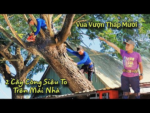 Cú Ngã Chấn Động! Chủ Nhà Thưởng Nóng 2 Củ Nếu Vua Vượn Mé 2 Cây Còng Siêu To Mà Không Sập Nhà