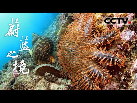 你见过这样的海洋吗？丝毫没有人类的踪迹 风平浪静的海底藏着各种奇异的海洋生物！《蔚蓝之境》【CCTV纪录】
