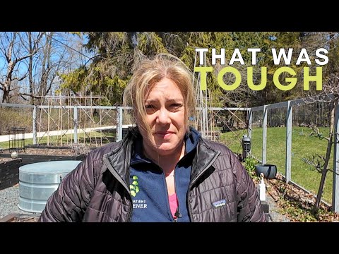 The plant that nearly broke me 🌿 Repotting giant clematis