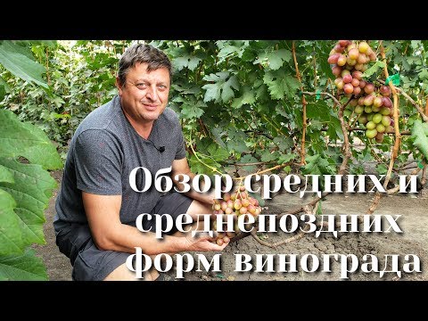 Обзор средних и среднепоздних форм винограда на нашем участке