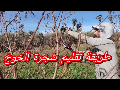 تقليم شجرة الخوخ بطريقة علمية ضواحي مدينة مكناس