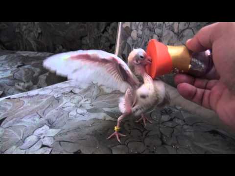 Искусственное кормление птенца