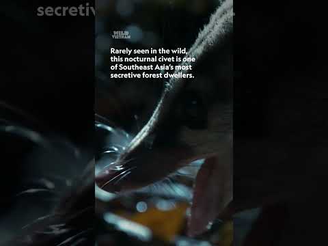 Can you guess the animal? 🤔 #WildVietnam #NatGeoAnimals