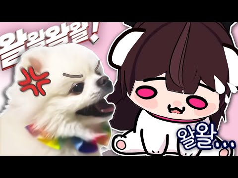 시청자 강아지한테 서열정리 당하다