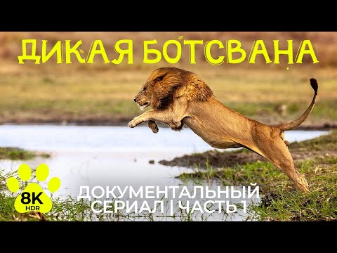 Дикая Ботсвана в 8K HDR - Невероятные пейзажи и интересные факты о животных Южной Африки - Эпизод 1