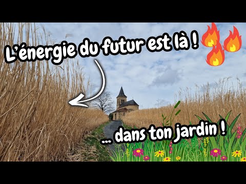 GIANT MISCANTHUS: the grass that heats up! Free energy, mulch, litter and much more 🌿