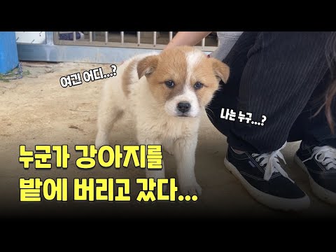 밭에 버려진 유기견이 가족이 되기까지